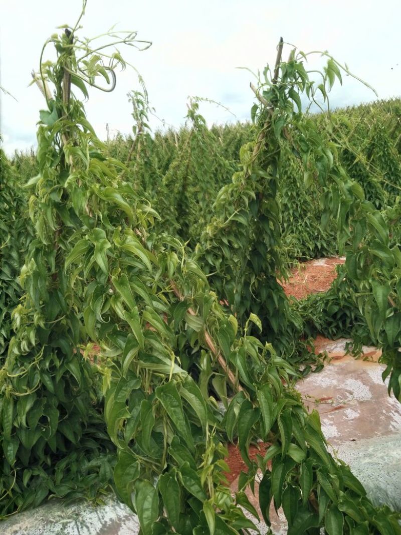 灵芝山药70厘米以上特级
