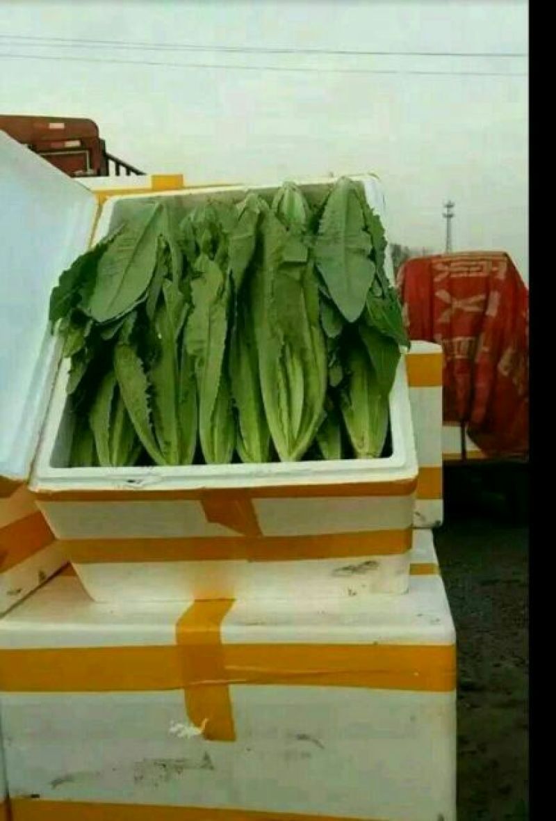 【油麦菜】河北油麦菜大量供应现摘现发可视频看货
