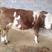西门塔尔牛犊，西门塔尔成年母牛，西门塔尔胎牛，品种齐全