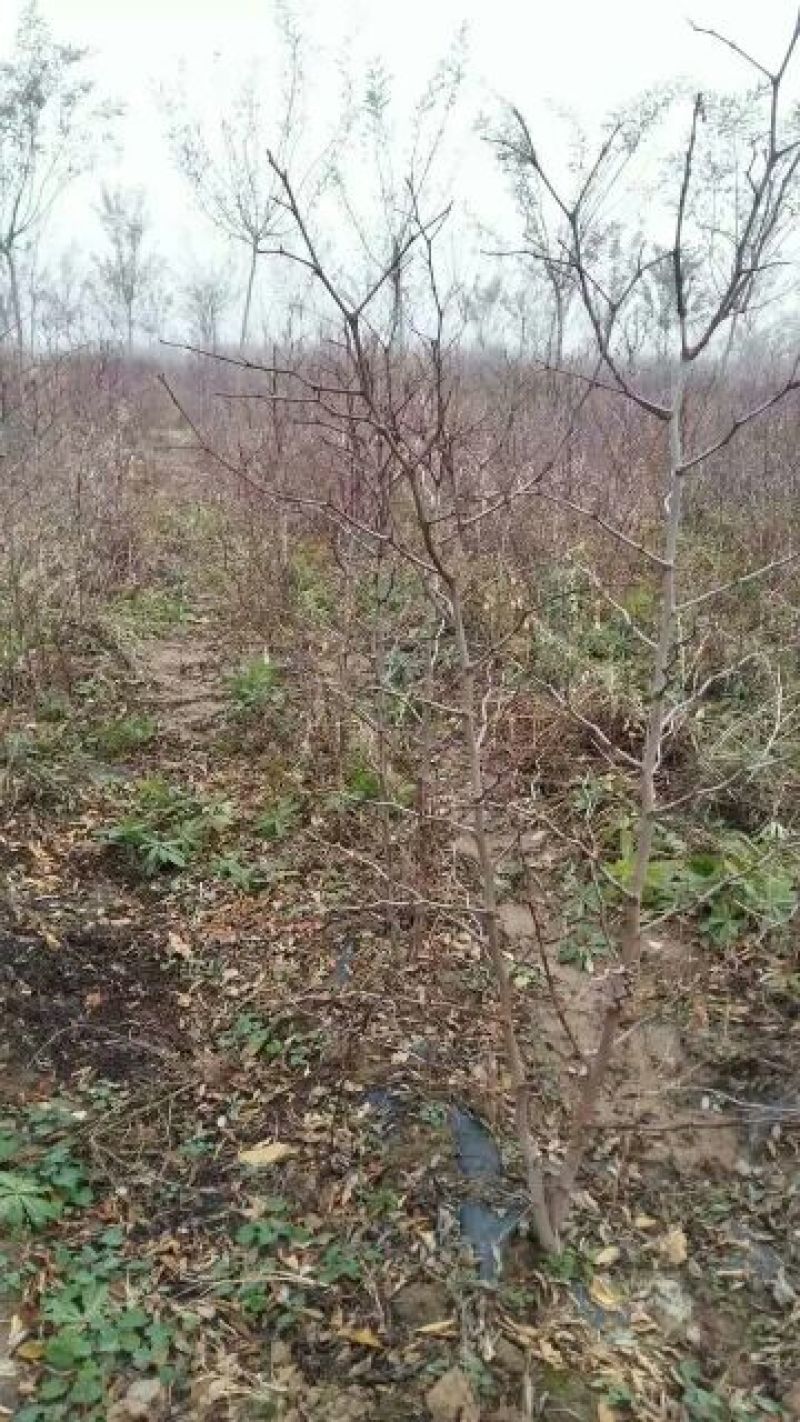 大枣苗30~50cm