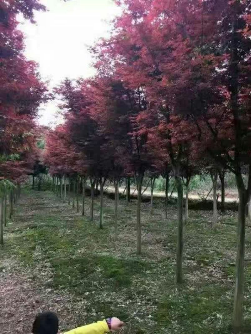红枫古桩5~10cm