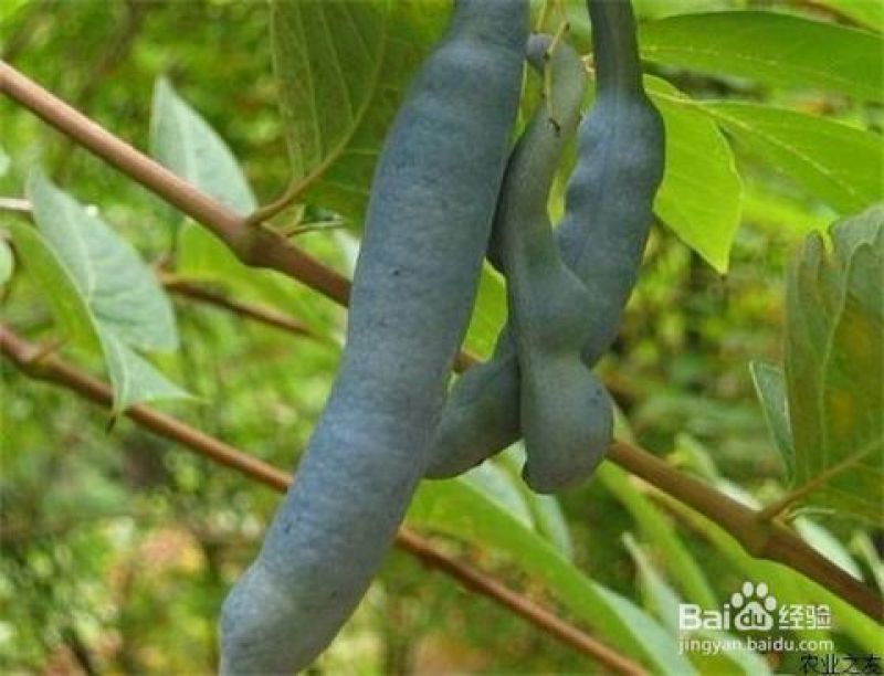 八月瓜60g以下