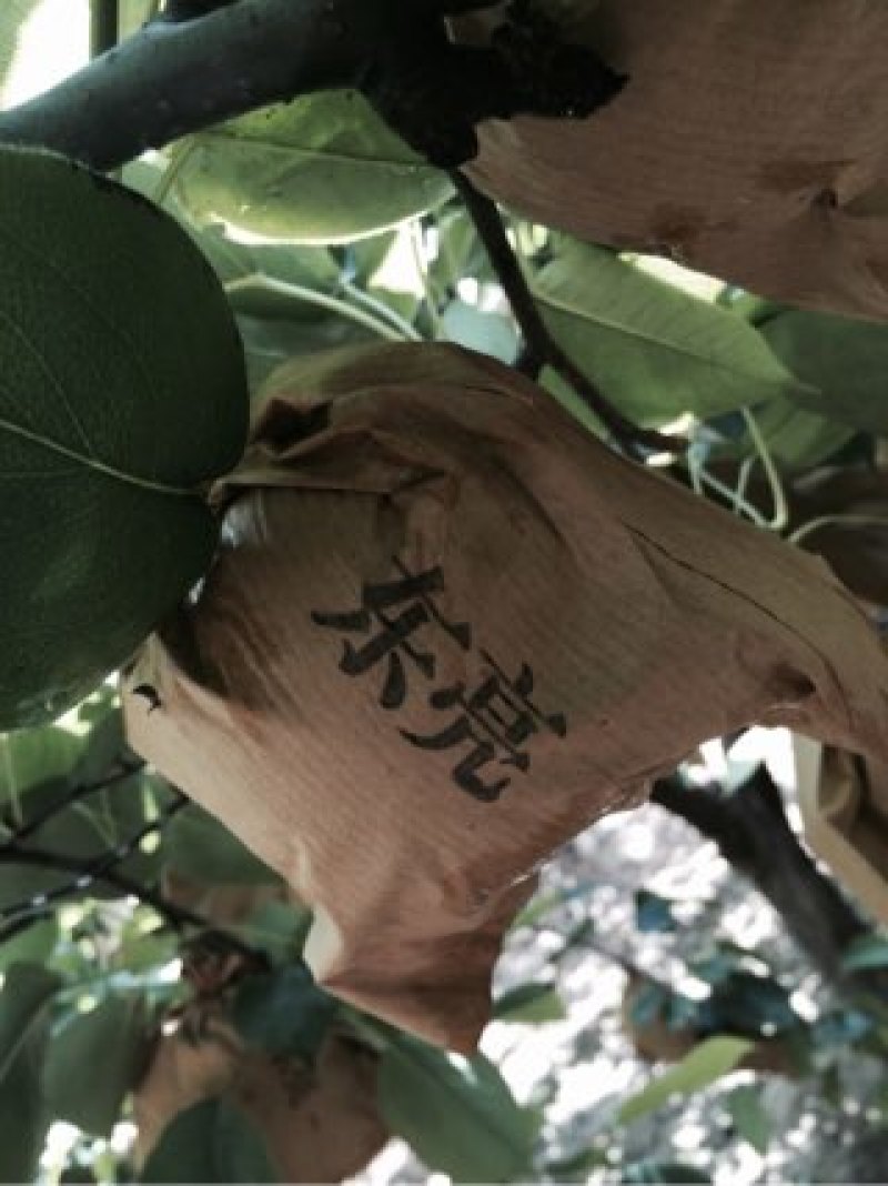 皇冠梨
