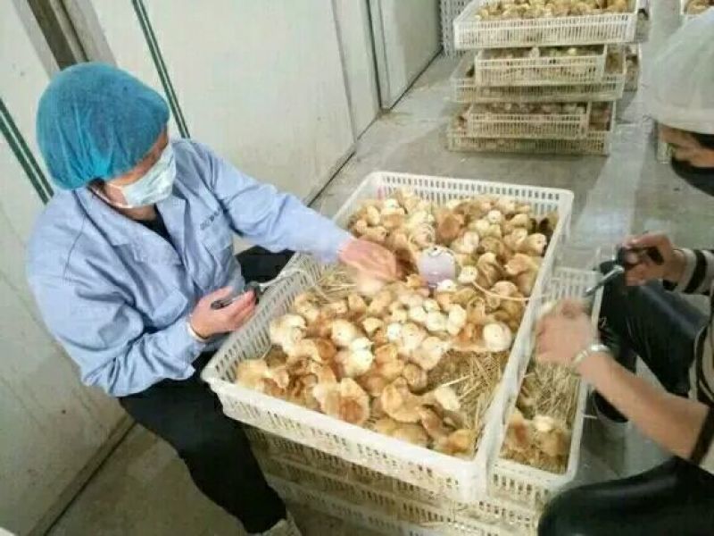 鸡苗1斤以下