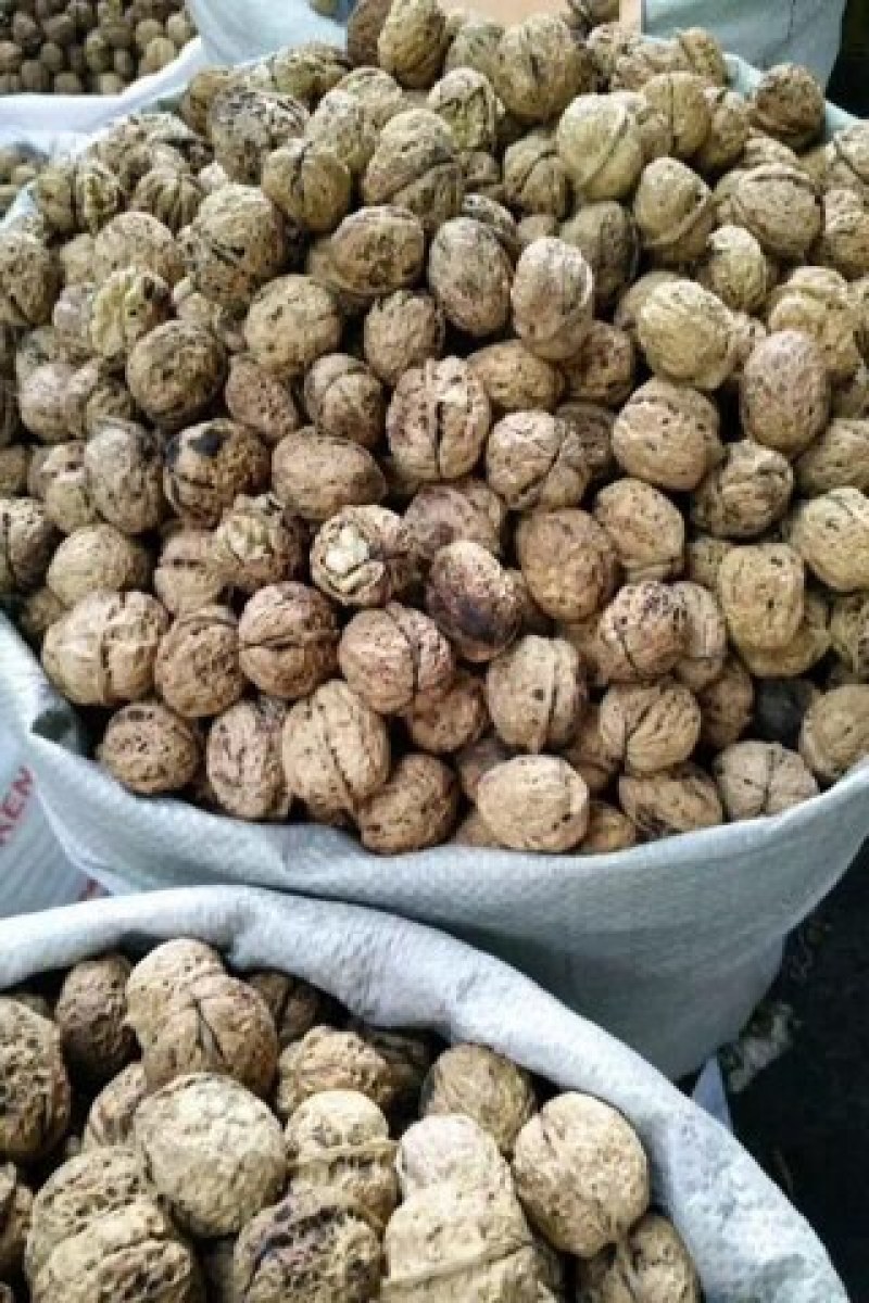 大泡核桃
