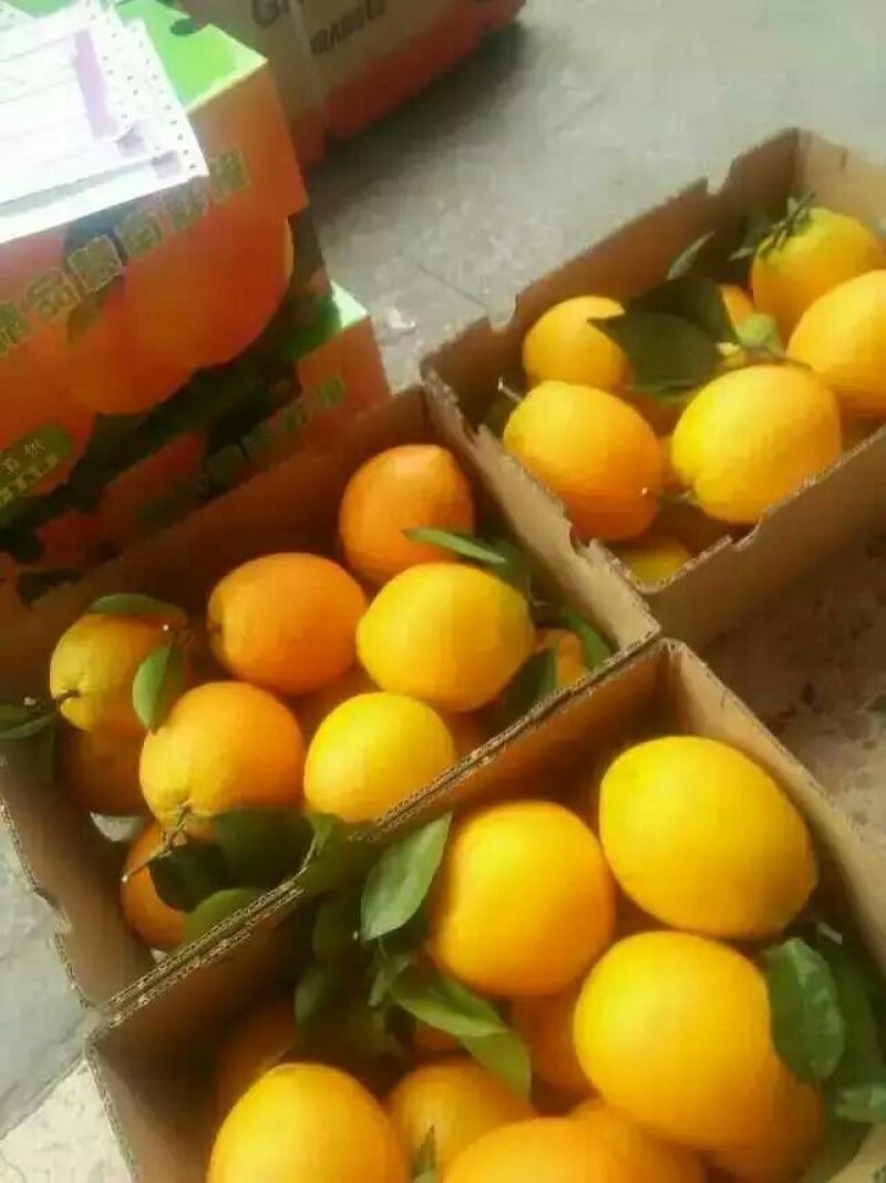 赣南脐橙