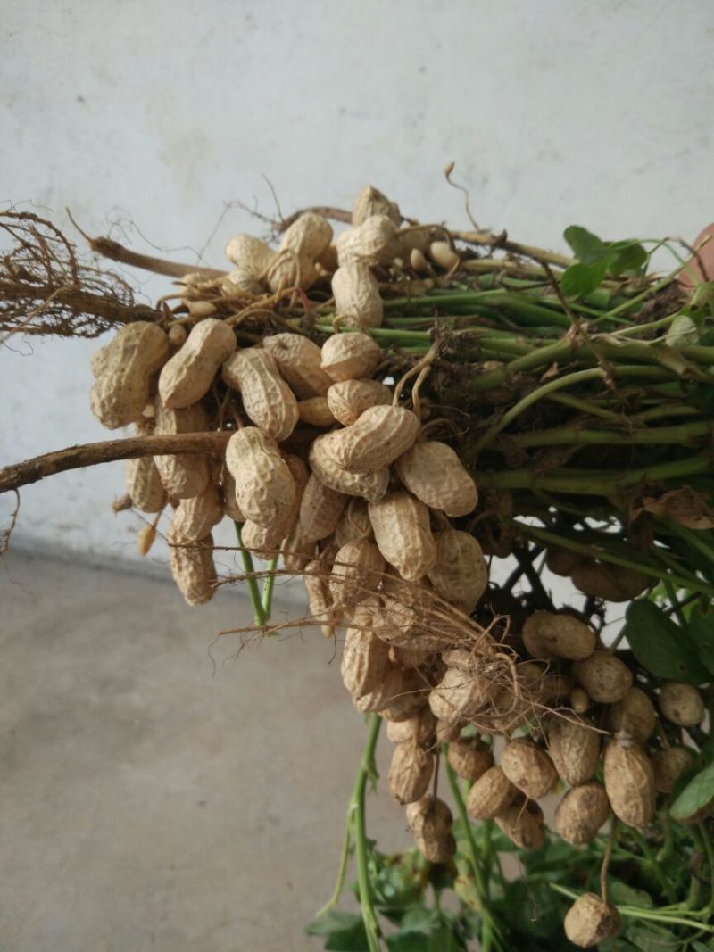 花生鲜货带壳