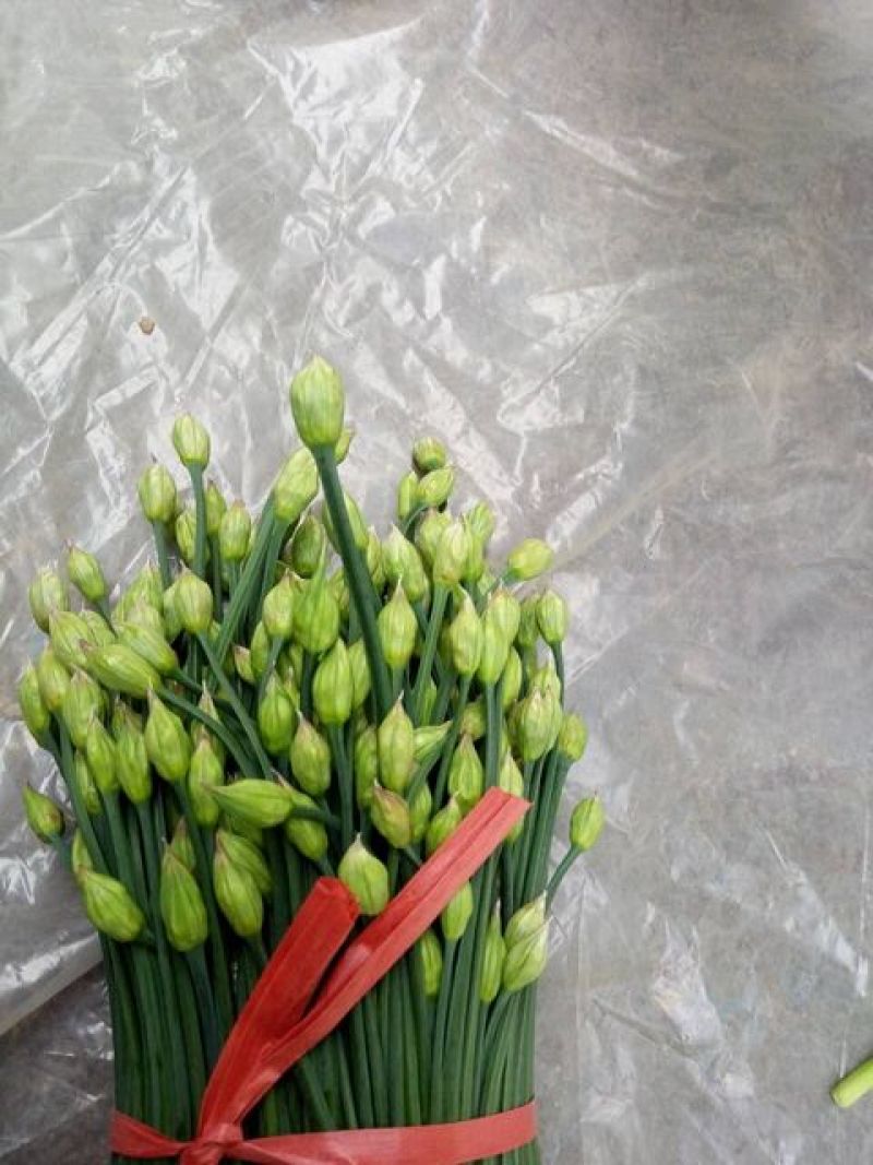韭菜头茬