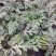京欣西瓜10斤打底9成熟1茬