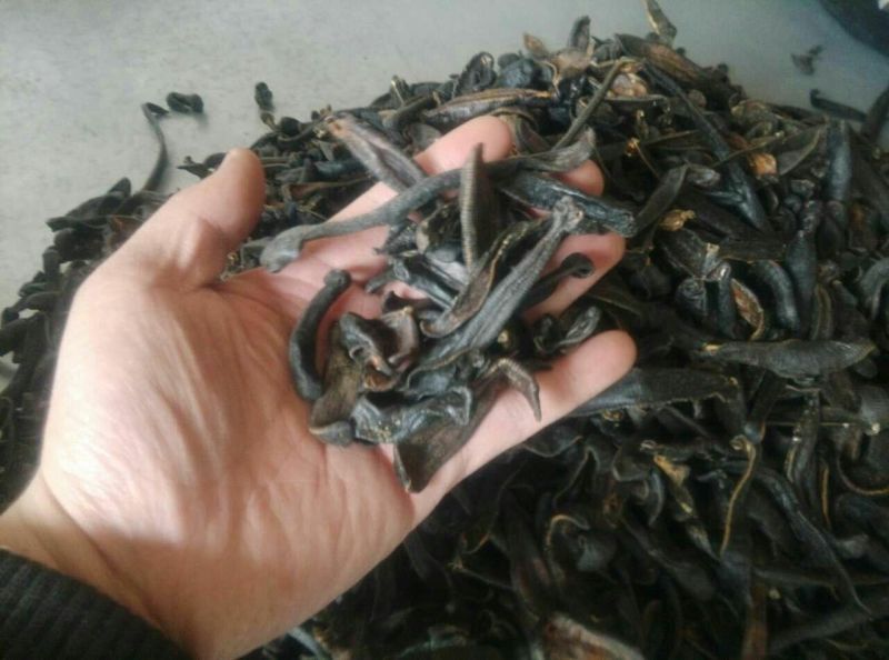 水蛭药用