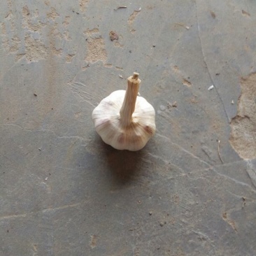 紫皮蒜5~5.5cm干蒜