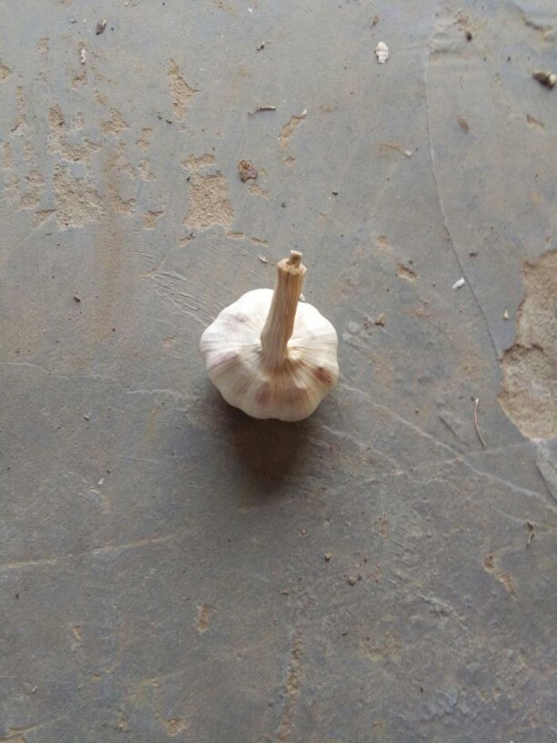 紫皮蒜5~5.5cm干蒜