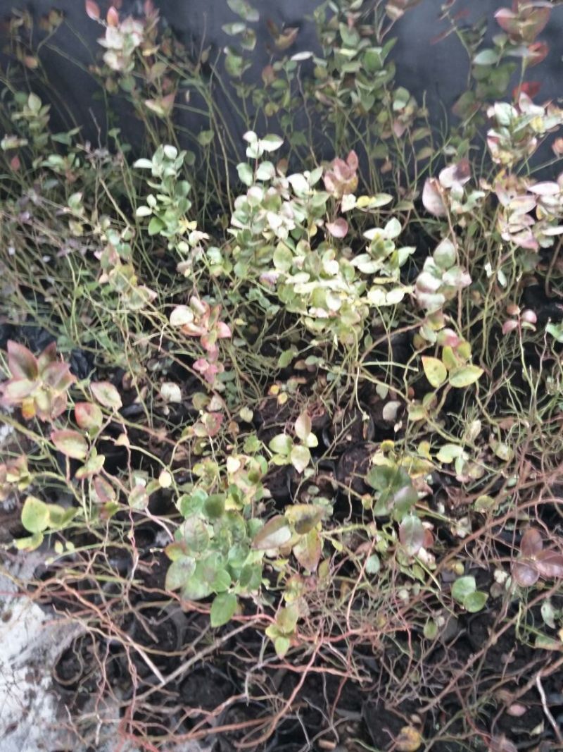 蓝莓苗0.5~1年10~20cm