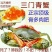 锯缘青蟹食用雄蟹