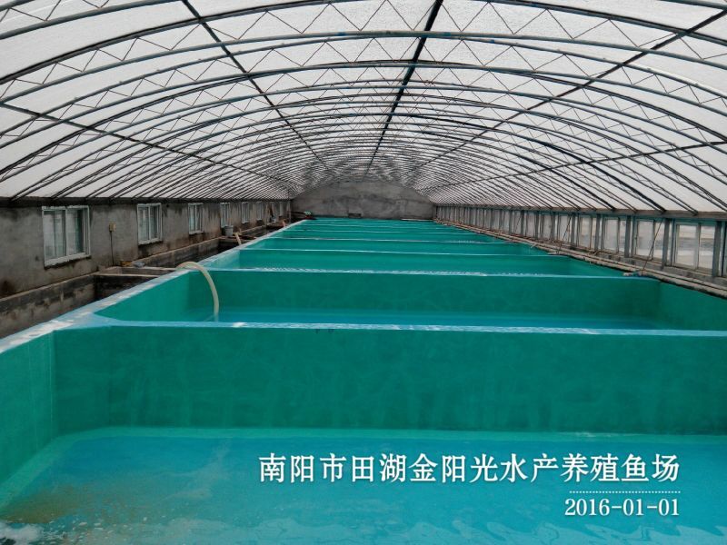 锦鲤