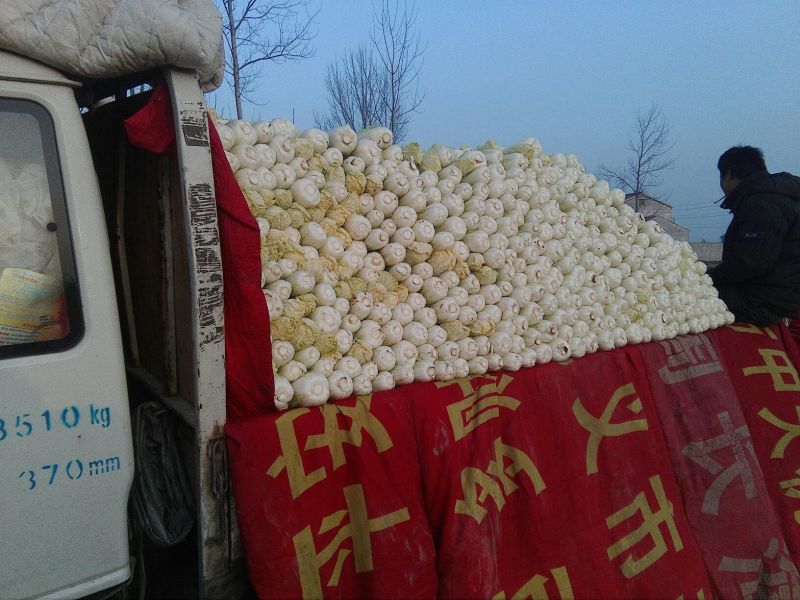 大白菜