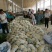 精品菜花2斤适中乳白一年四季，大量供应
