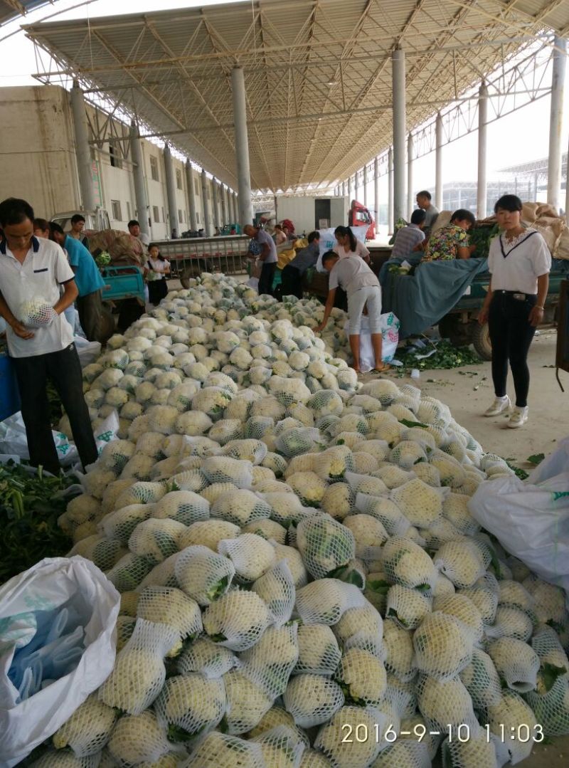 精品菜花2斤适中乳白一年四季，大量供应