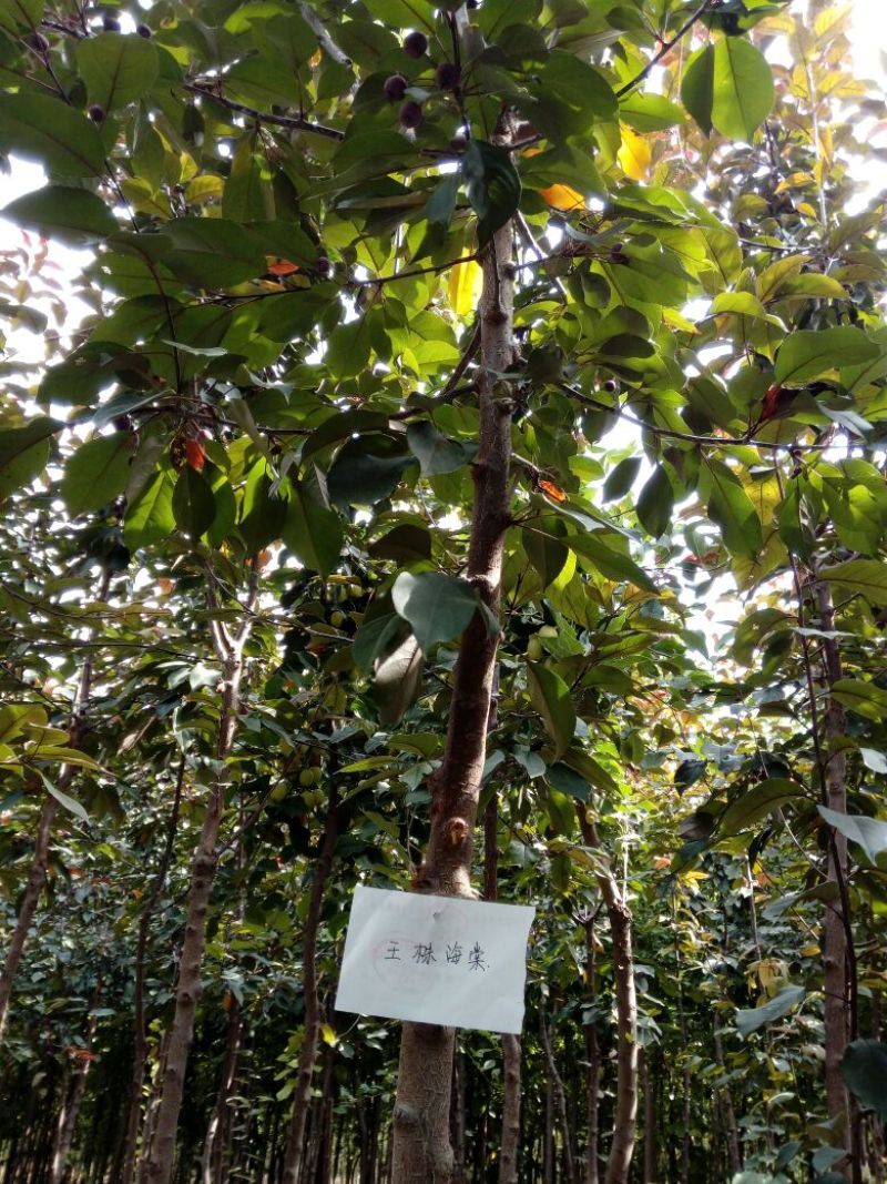小叶白蜡树2~4cm4~6cm