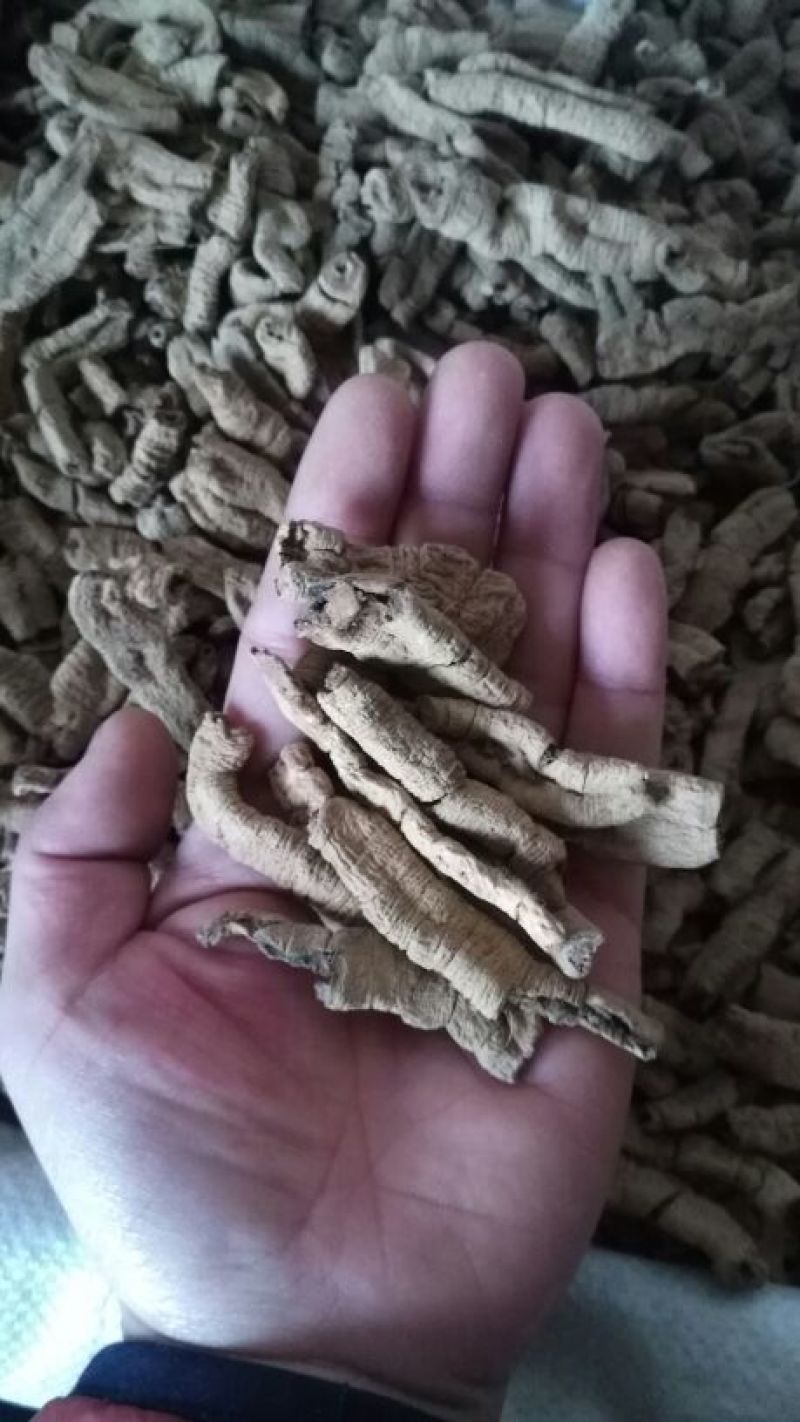 巴戟天一级