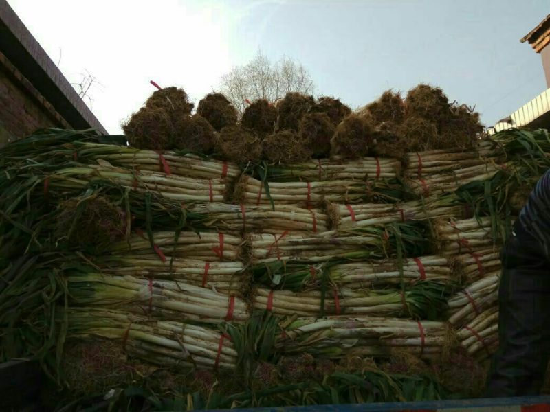 长白大葱40cm以上毛葱2cm左右
