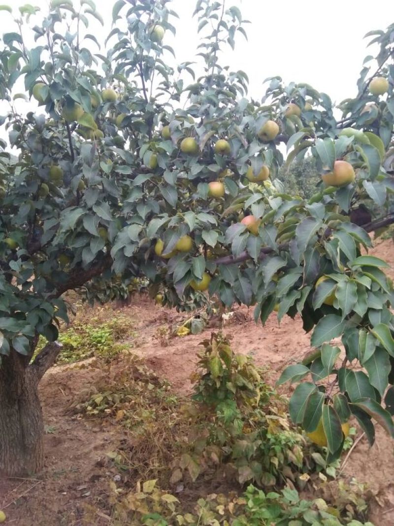 苹果梨500~550g纸箱