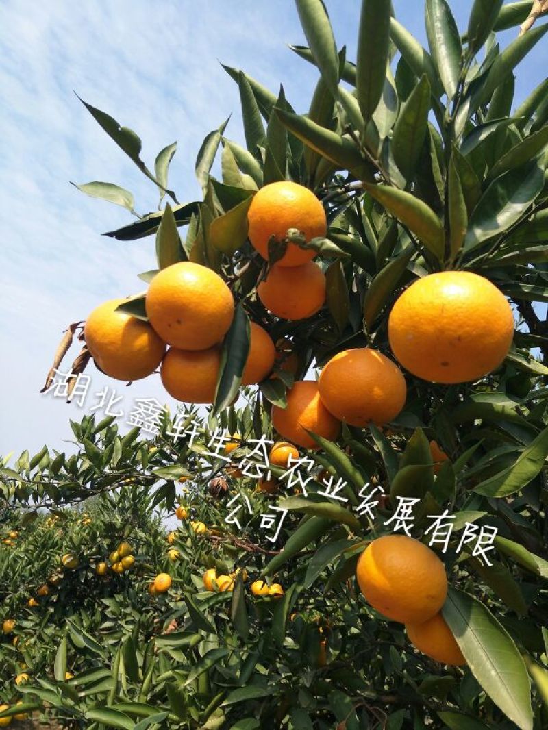 国庆蜜橘5~5.5cm