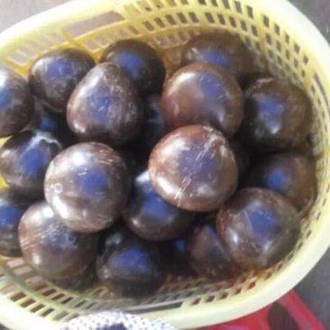 高种椰子