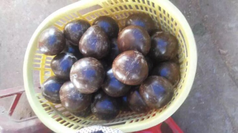 高种椰子