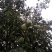 野生木瓜1~1.5斤