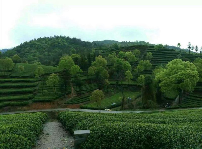 福鼎白茶