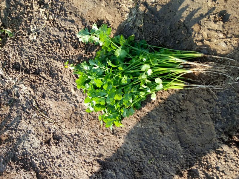 菠菜30~35厘米