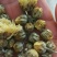 杭白菊罐装