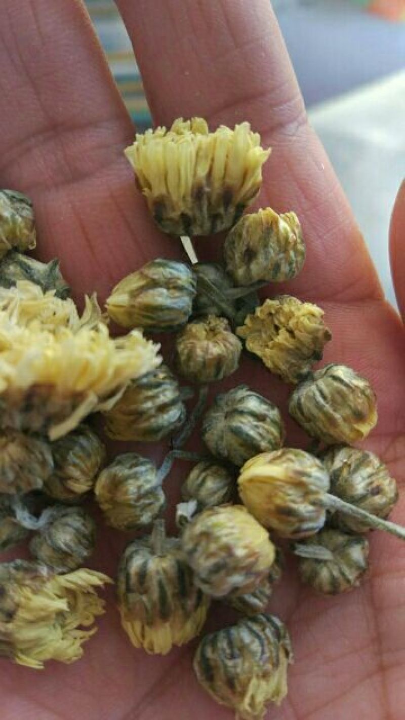 杭白菊罐装