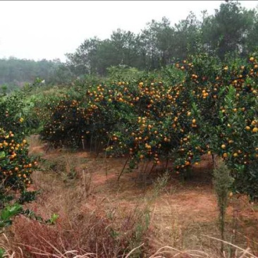 南丰蜜橘