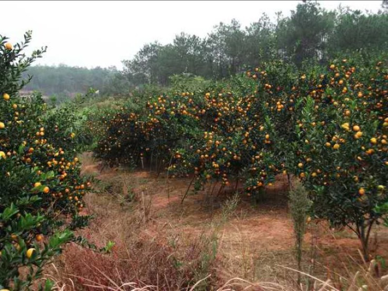 南丰蜜橘