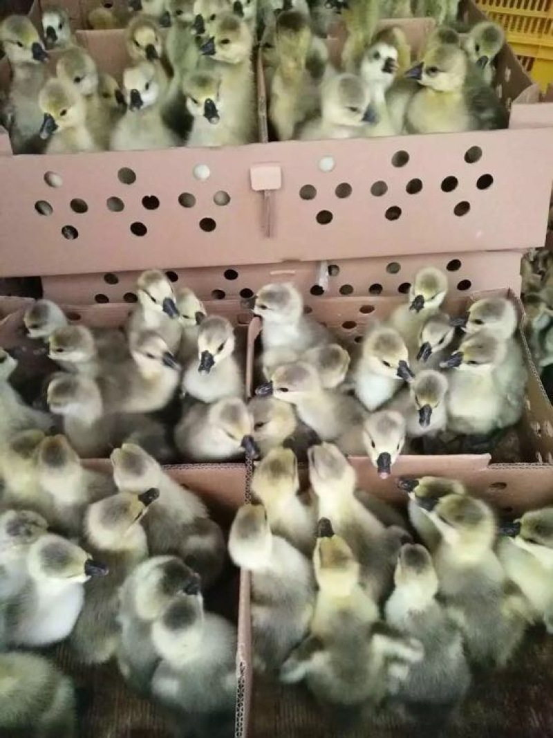 狮头鹅苗