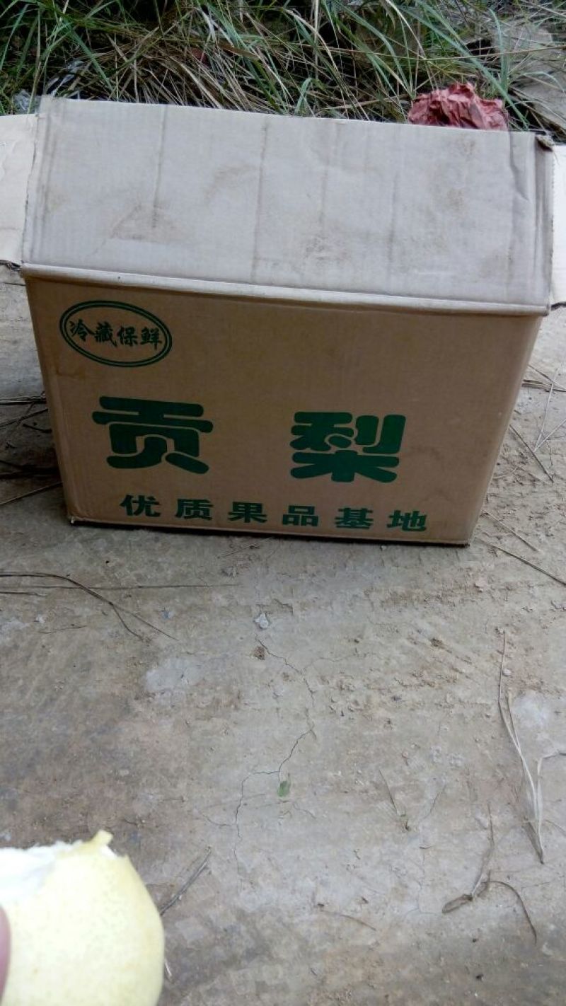 酥梨550~600g纸箱