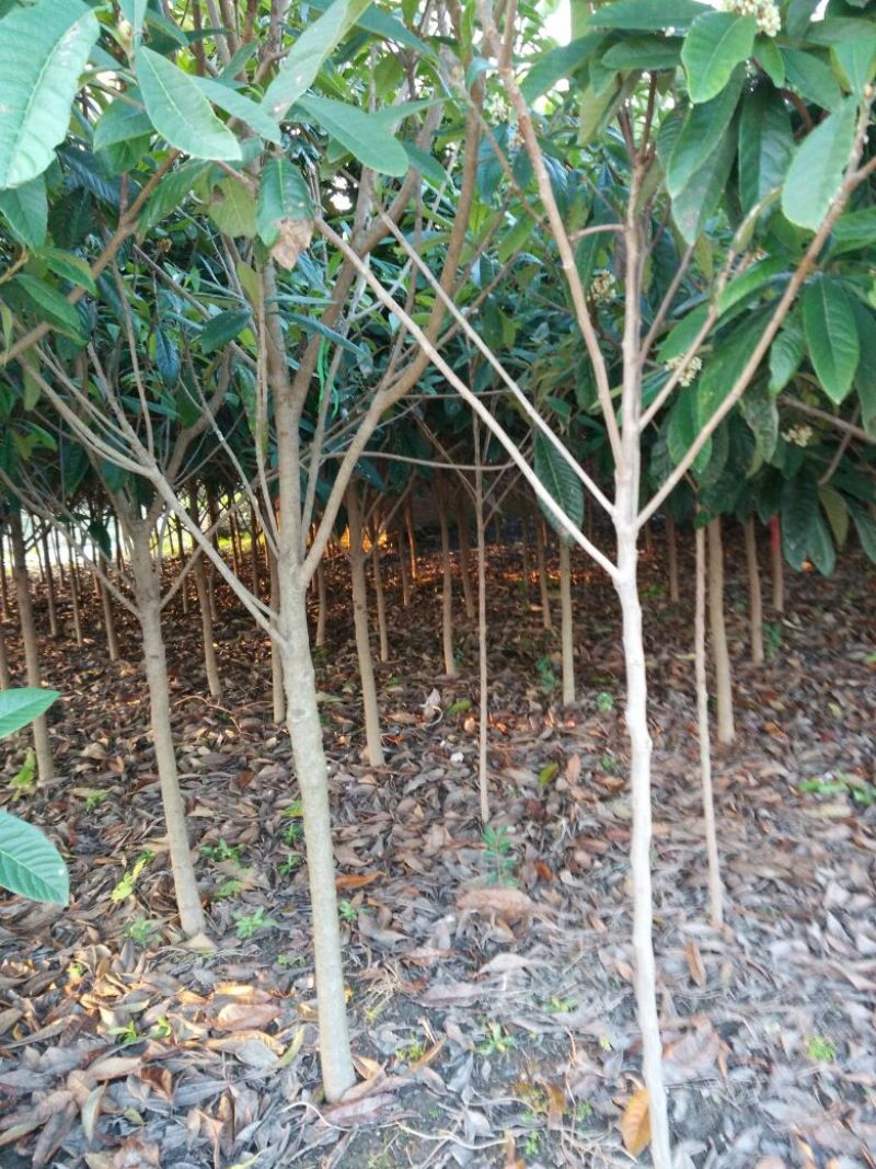 大叶女贞4cm以下