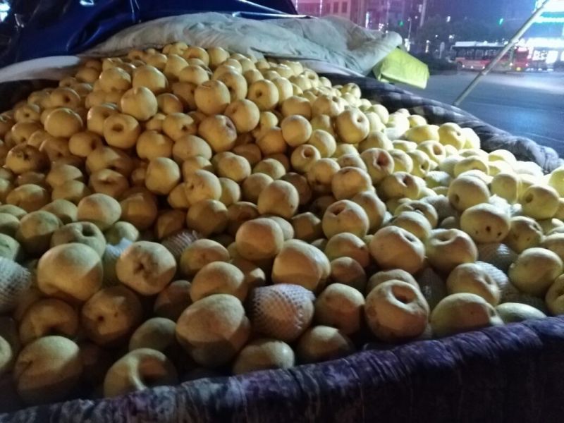 酥梨250~300g光果