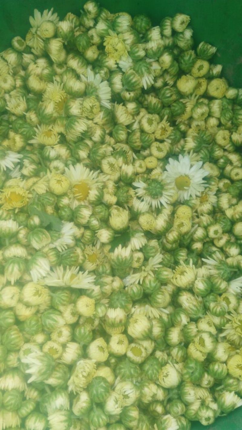 菊花茶