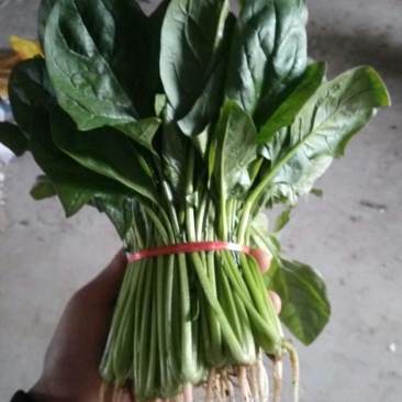 菠菜25~30厘米