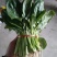 菠菜25~30厘米