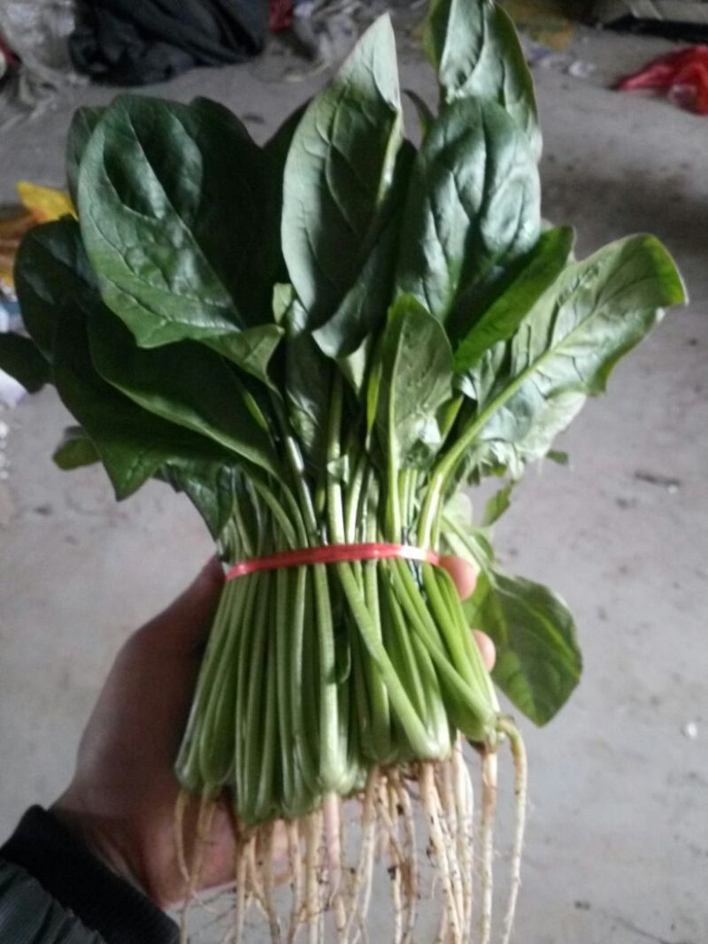 菠菜25~30厘米