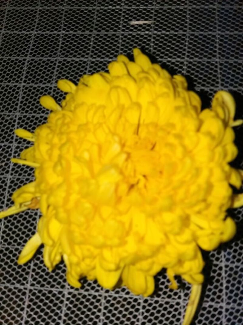 菊花茶开花