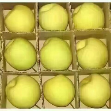 酥梨250~300g纸箱