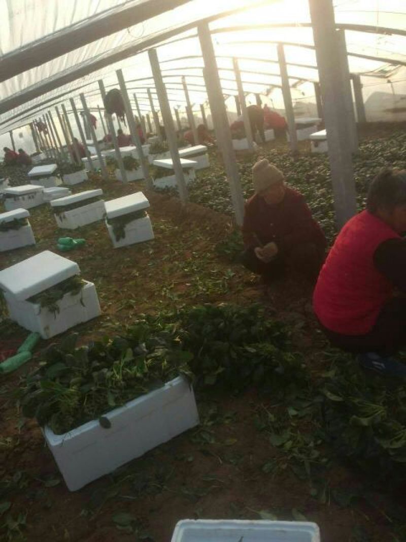 秋菠菜20~25厘米