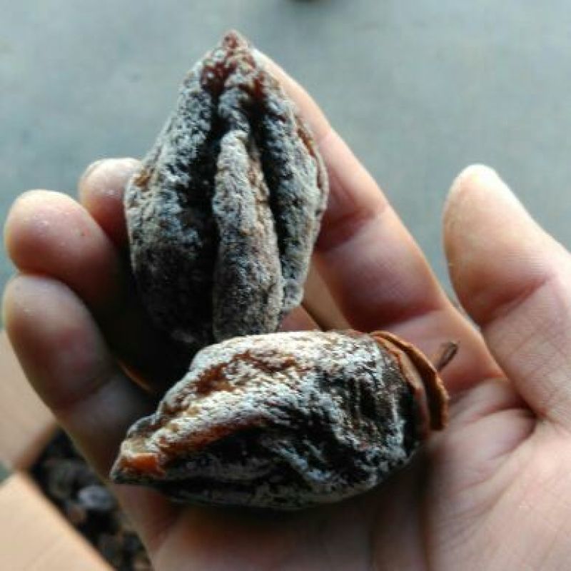 柿饼1~2两