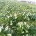 大叶菠菜15~20厘米