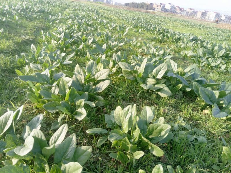 大叶菠菜15~20厘米